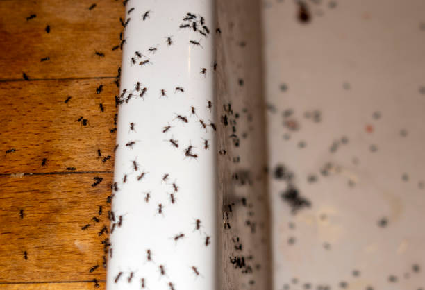 Fishhook, AK Pest Control Company