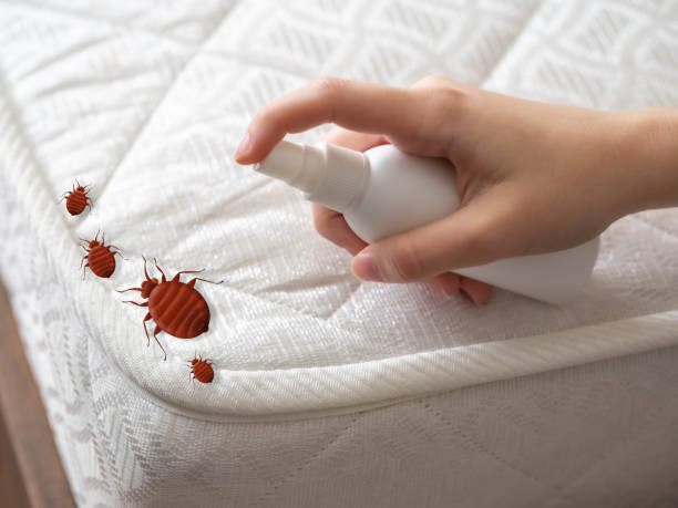 Best Termite Control Services  in Fishhook, AK